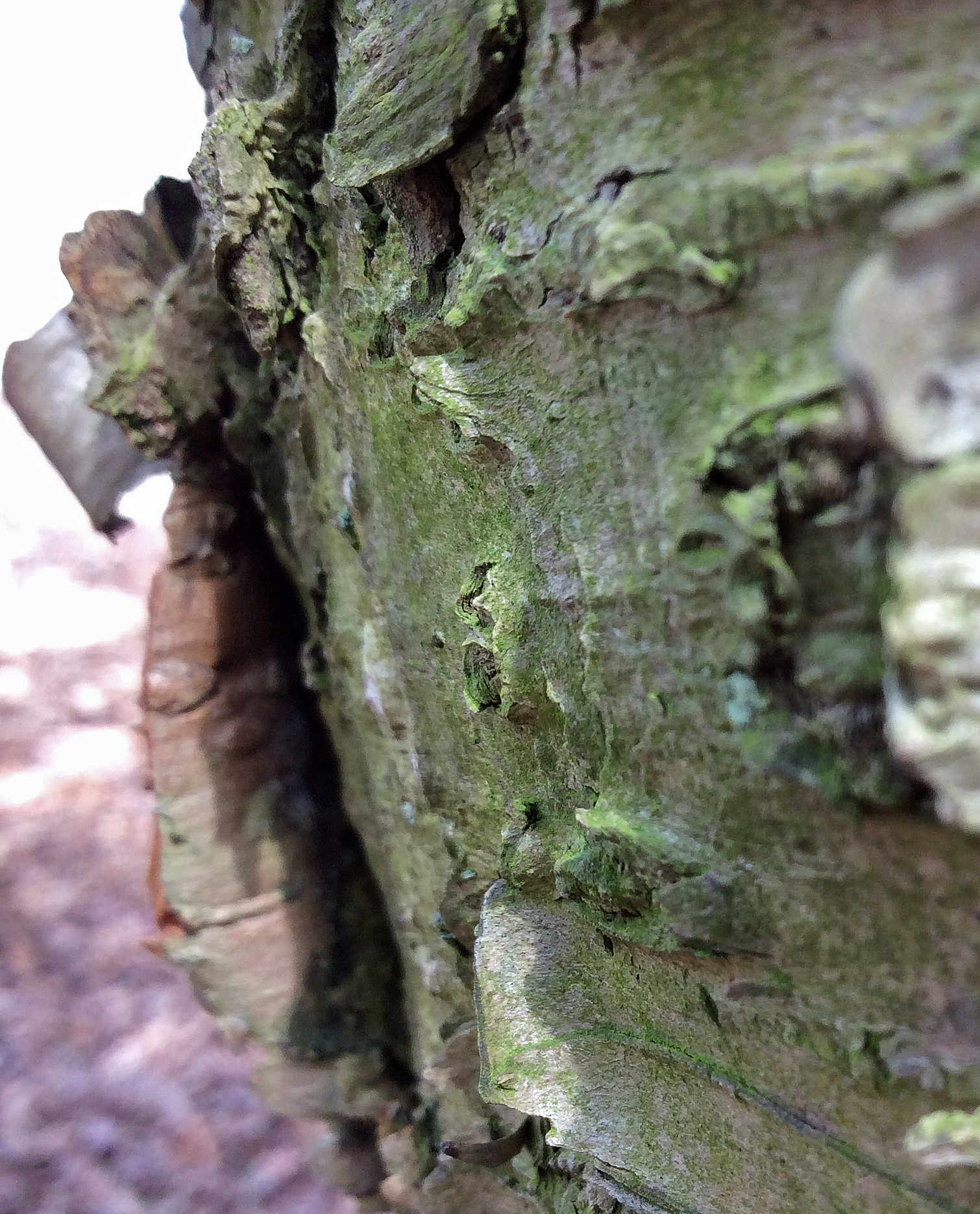 yellowbirch bark close3