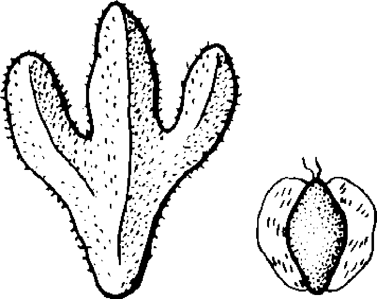 YellowBirch seed nutlet