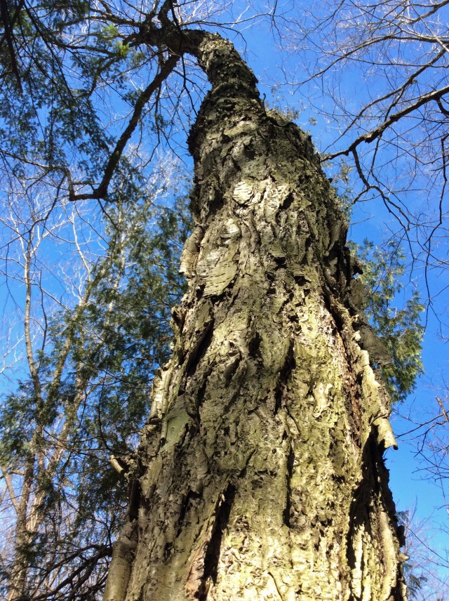 The Yellow Birch—a Tree Study – The Meaning of Water