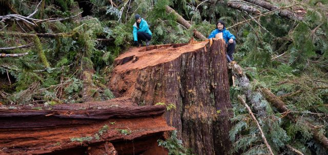 Edinburgh-Mt-Logging-Dec-2018-57-1200x570