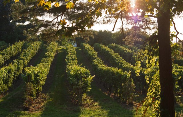 vineyard1-NOTL