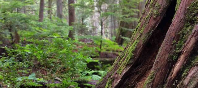 Cedar base-old growth copy