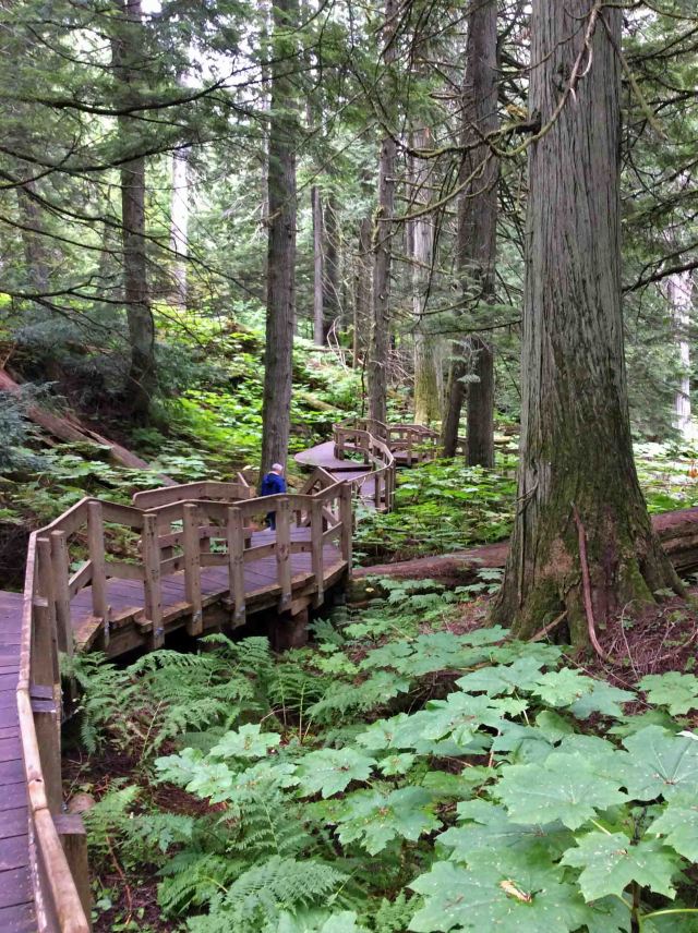 Cedar-boardwalk-Anne copy