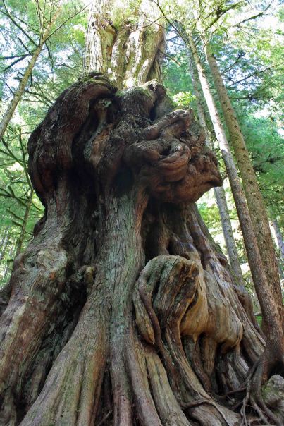 gnarly cedar avatar grove