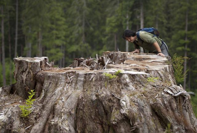KenWu-cedar stump PortRenfrew