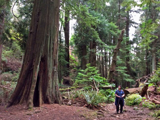 marg giant cedar copy