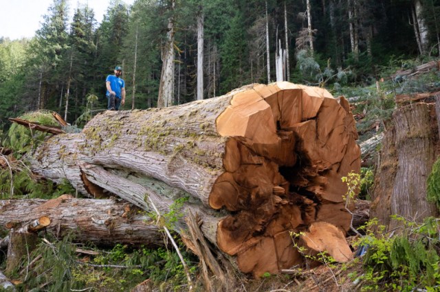 MatthewBeatty-RedCedarLog-NahmintValley
