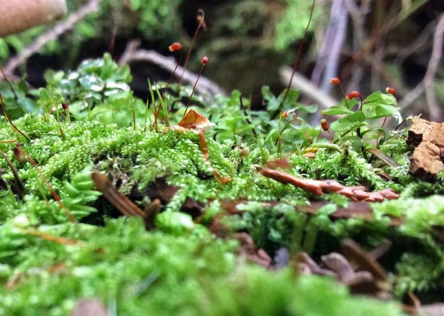 moss fruiting copy