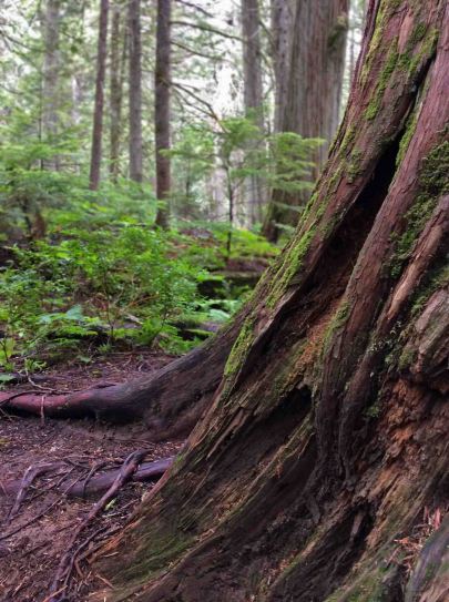 Old Cedar-RobsonPark2019 copy