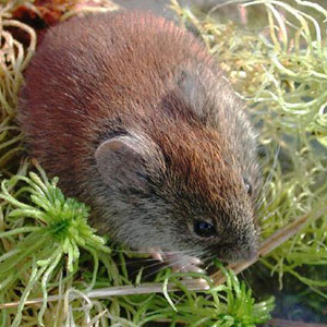 red-backed_vole