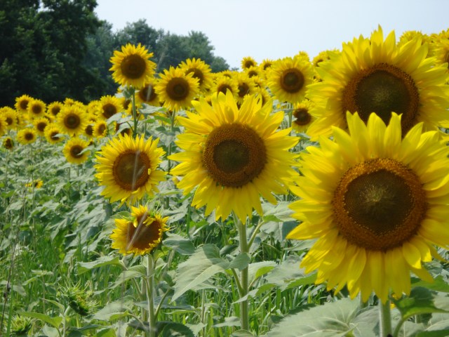 US-tour and Desolation Sound 093