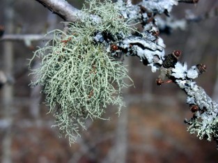 beard lichen