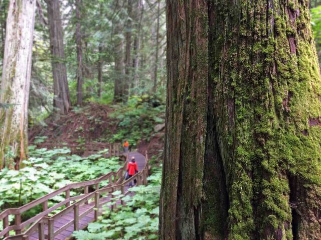 GiantCedars boardwalk2