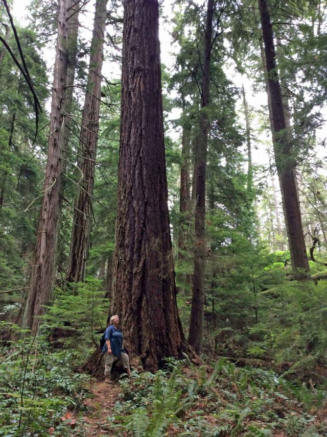 Nina looking up dougfir copy 3