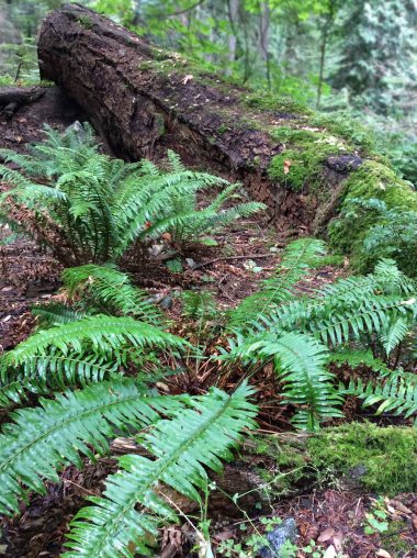 nurse log ferns copy