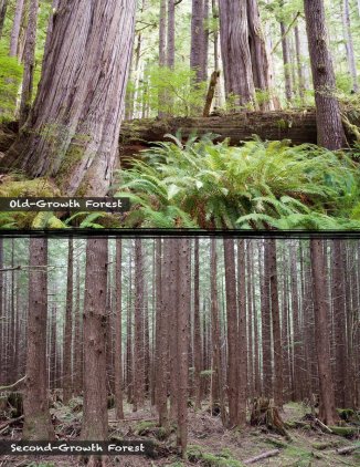 OldGrowth-SecondGrowth