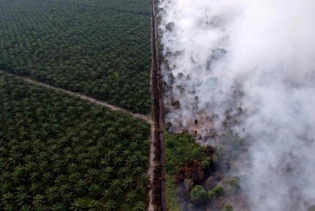 Burning for palm oil plantation indonesia