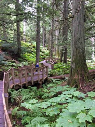 Cedar-boardwalk-Anne copy 2