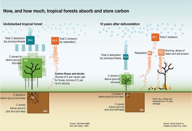 Forest carbon uptake