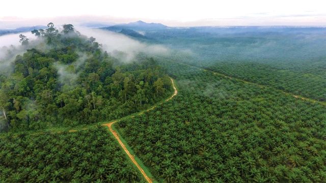 Palm oil plantation