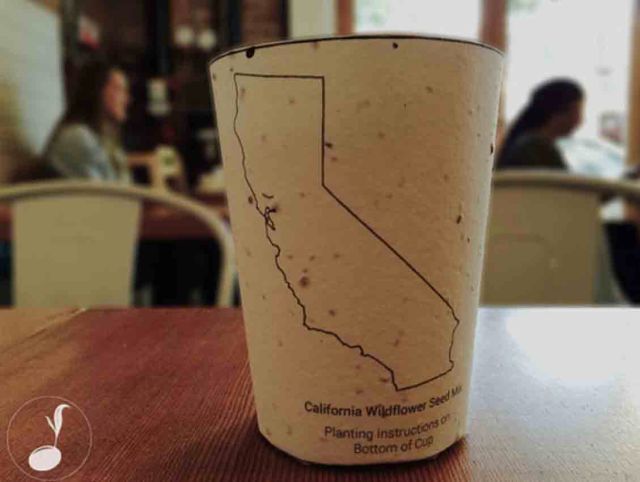 SeedEmbeddedCoffeeCup