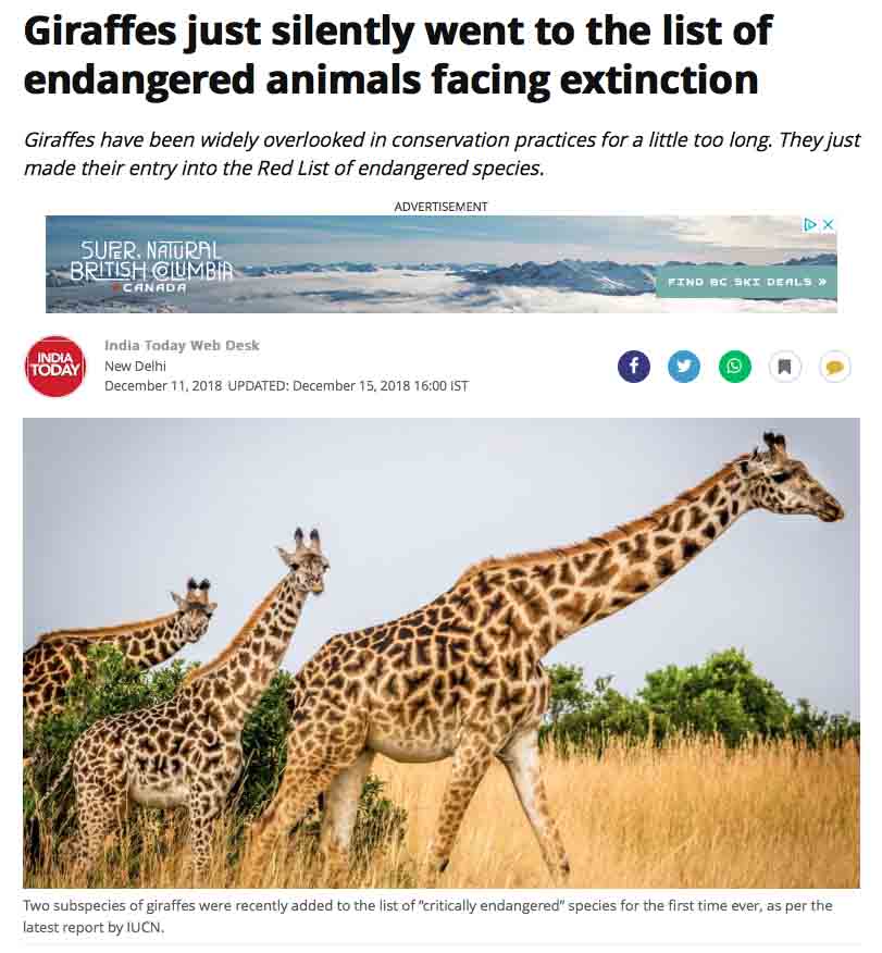 Giraffes endangered