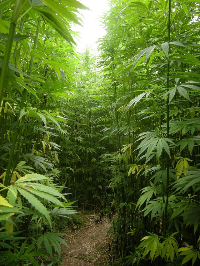 Hemp forest