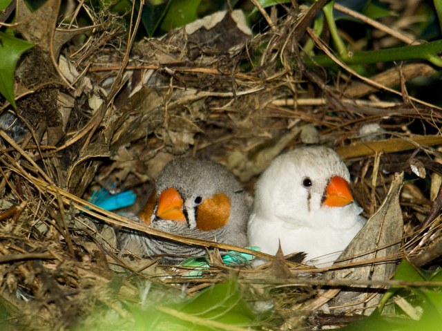 Nesting Zebra Finches