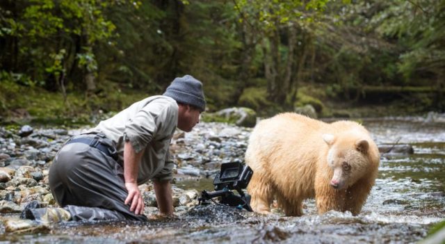 spiritbear close up