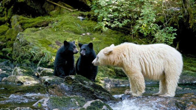 spiritbear Mon and cubs
