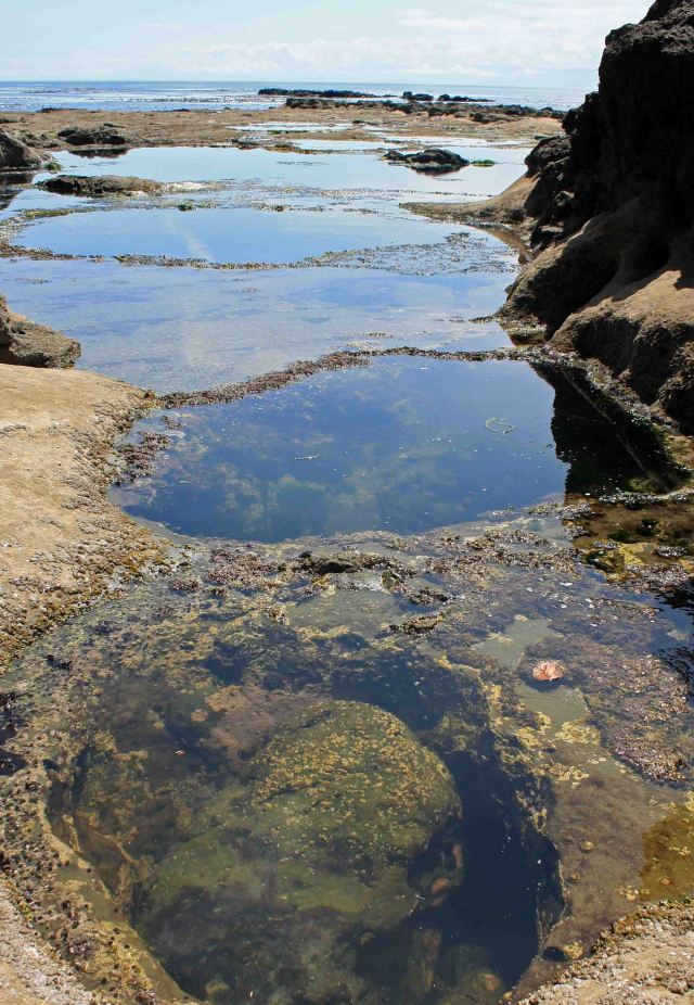 botanical beach tidal pools copy