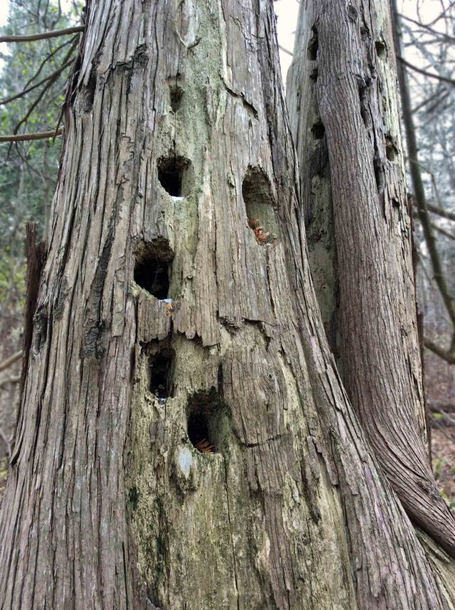 oldcedar-holes