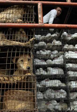 CHINESE MAN DOG RABBIT