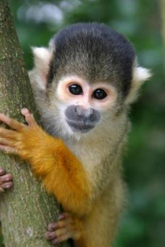 squirrel-monkey