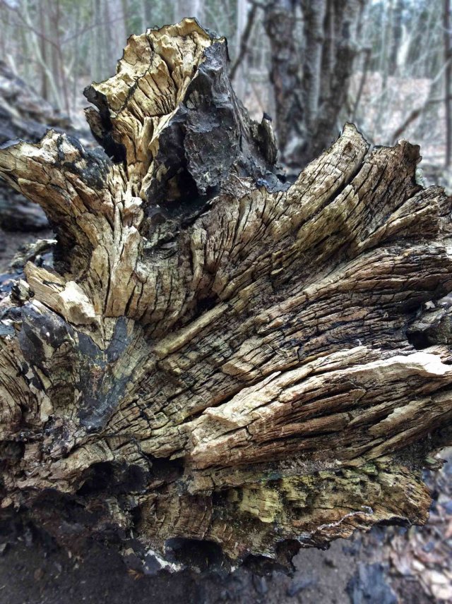 uprooted stump carbon cushion fungus
