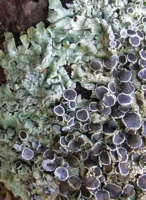 Lichen fruiting-best-2 copy 2