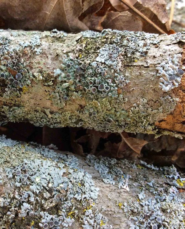 lichen fruiting