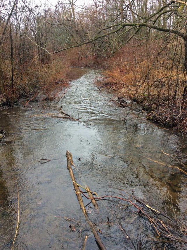 ThompsonCreek-spring