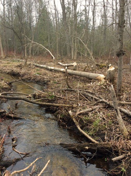 Beaver activity-forest marsh TNS