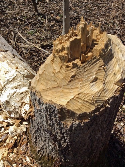 Beaver downed tree