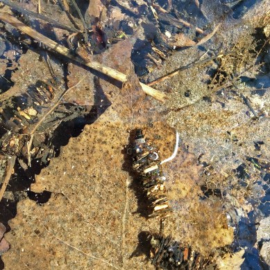 Caddisflies-leaves02
