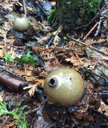 Fungus Collared Earthstar wet TNS