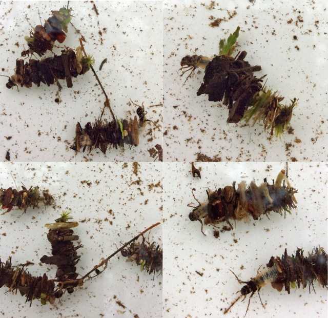 Microsoft Word - Limnephilus Caddisflies-pan.docx