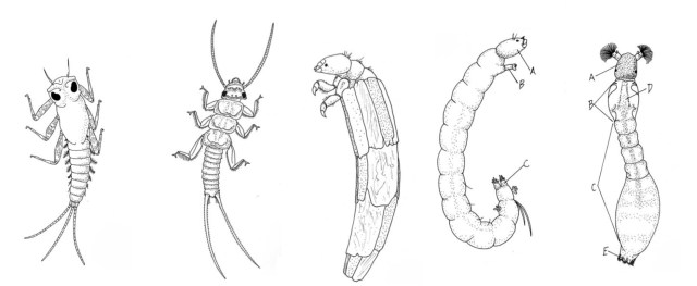 Microsoft Word - Macrobenthos-drawings.docx