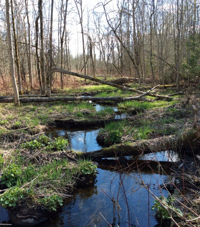 Marsh-stream-beavers-TNS