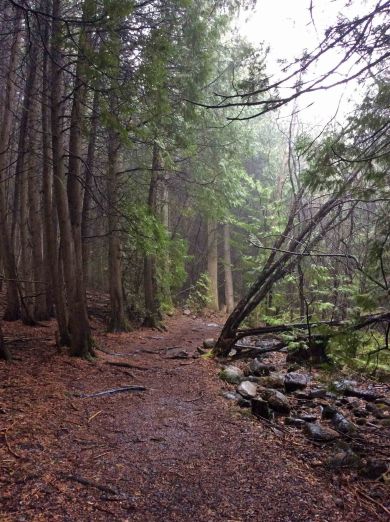 Path Cedar forest TNS