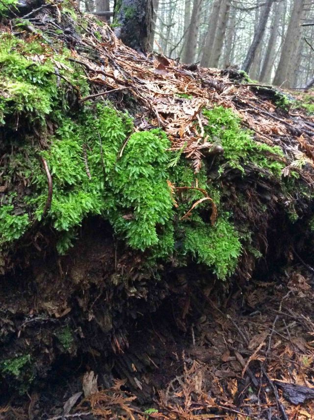 Tree log moss TNS