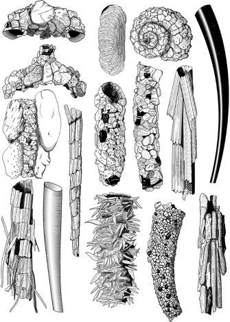 Various Caddisfly cases
