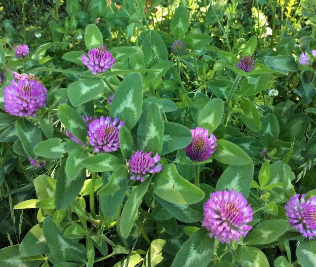 Flower clover field 3 upper TC
