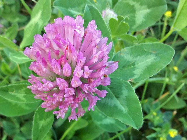 Flower Red Clover close Pb